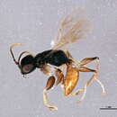 Image of <i>Anteon fulviventre</i>