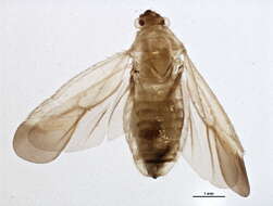 Image of Dichaetocoris piceicola (Knight 1927)