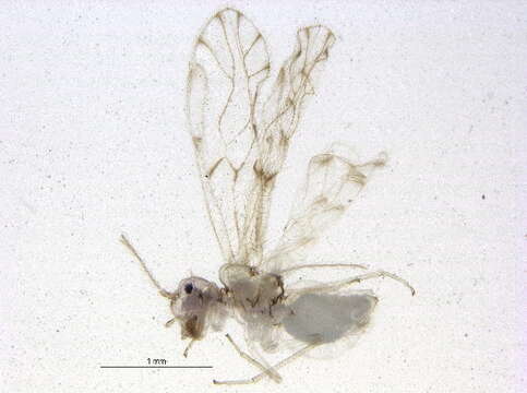 Trichopsocus dalii (McLachlan 1867) resmi