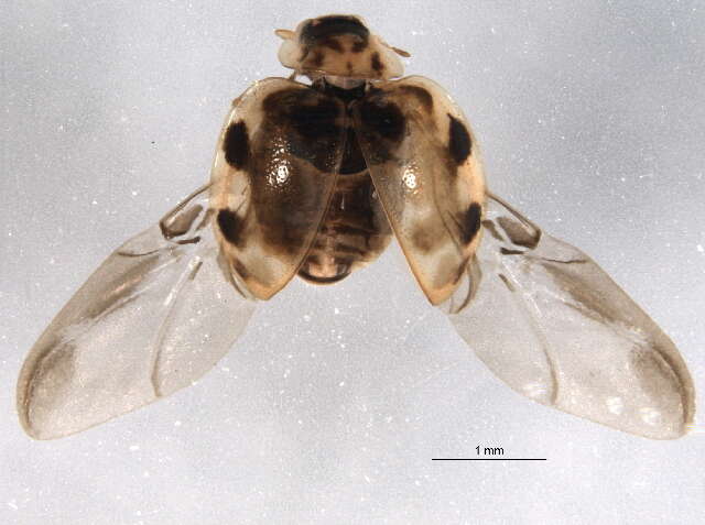 Image de Psyllobora vigintimaculata (Say 1824)