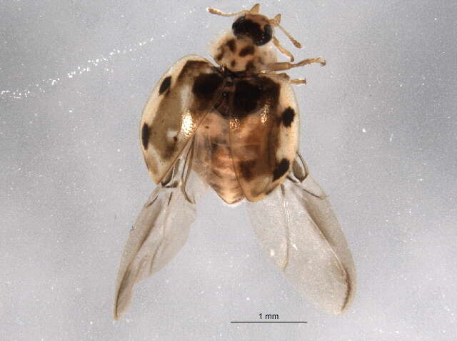 Image de Psyllobora vigintimaculata (Say 1824)