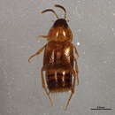 Image of Mycetoporus bipunctatus Campbell 1991