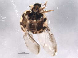 Image de Psyllobora vigintimaculata (Say 1824)