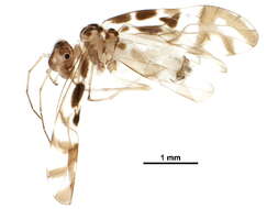 Image of Graphopsocus