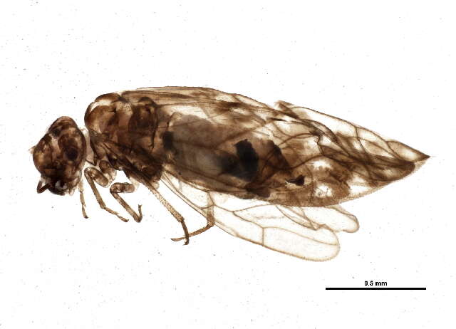 Image of Philotarsus picicornis (Fabricius & J. C. 1793)