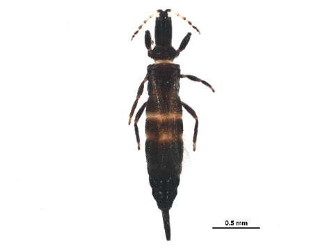 Image of Bolothrips