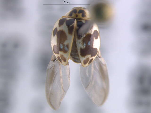 Image de Psyllobora vigintimaculata (Say 1824)