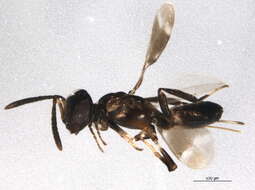 Image of Arachnophaga eucnemia