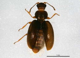 Image of Corticariinae