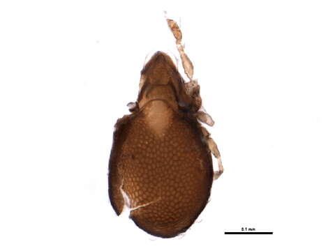 Dendroeremaeidae Behan-Pelletier, Eamer & Clayton 2005 resmi