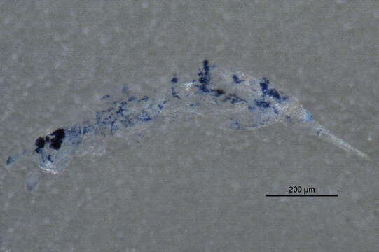 Image of Entomobrya intermedia Brook & G 1884