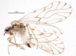 Trichopsocus dalii (McLachlan 1867) resmi