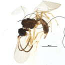 Image of Monoctonus caricis (Haliday 1833)