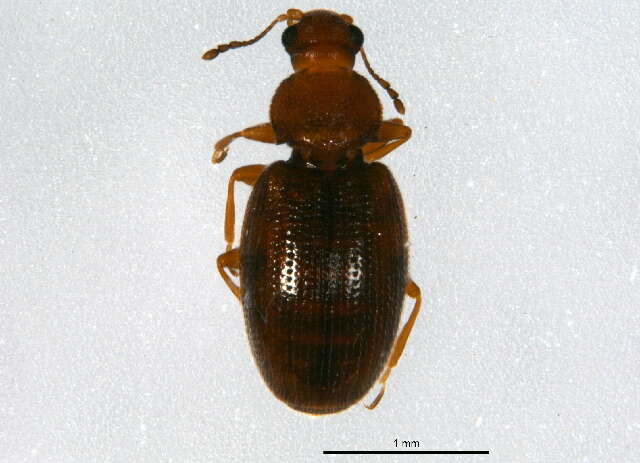 Image of Corticariinae