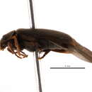 Image of Xestobium marginicolle (Le Conte 1859)