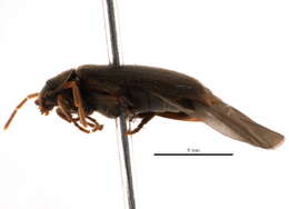 Image of Xestobium marginicolle (Le Conte 1859)