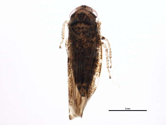 Image of <i>Allygus mixtus</i>