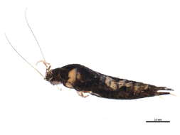 Image of Pedetontus