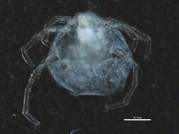 صورة Sperchontidae