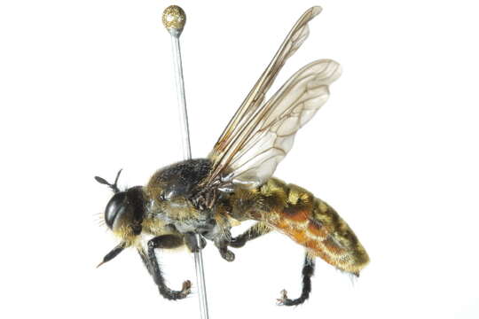 صورة Laphria ventralis Williston 1885