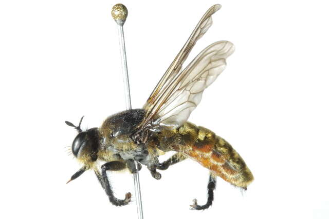 صورة Laphria ventralis Williston 1885