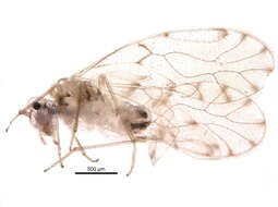 Trichopsocus dalii (McLachlan 1867) resmi