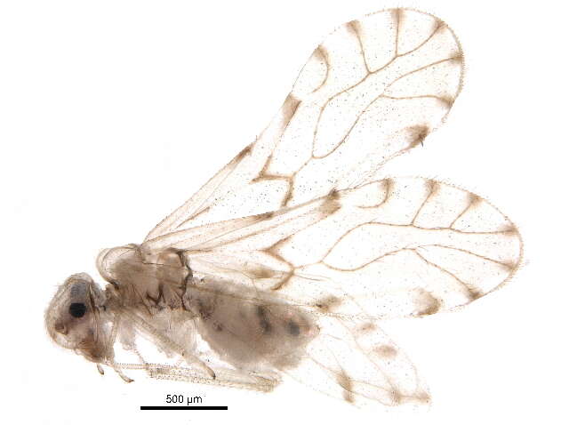 Trichopsocus dalii (McLachlan 1867) resmi