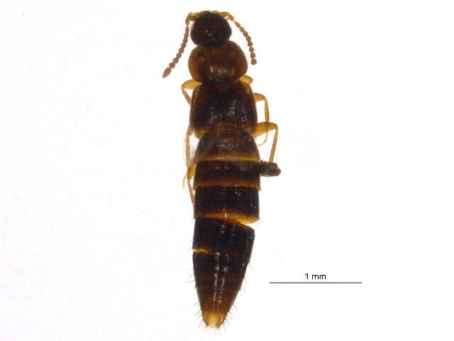 Mocyta breviuscula (Mäklin 1852) resmi