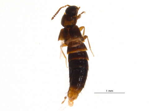 Image of Mocyta breviuscula (Mäklin 1852)