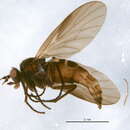 Image of Bolbomyia wuorentausi (Szilady 1934)