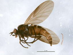 Image of Bolbomyia wuorentausi (Szilady 1934)