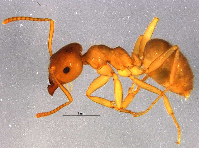 Image of Lasius pallitarsis (Provancher 1881)