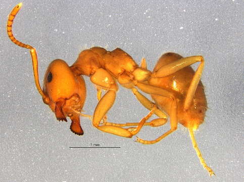 Image of Lasius pallitarsis (Provancher 1881)