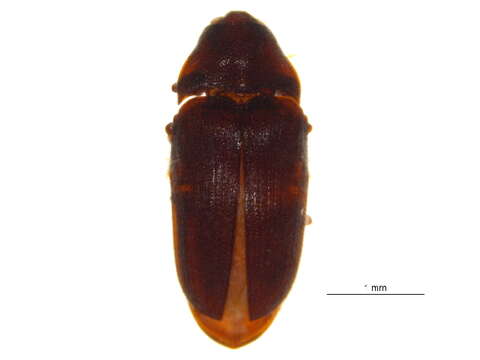 Image of Trixagus carinicollis (Schaeffer 1916)