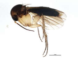 Image of Platurocypta