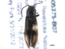 Image of Liotrichus umbripennis