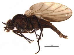 Image of Bolbomyia wuorentausi (Szilady 1934)