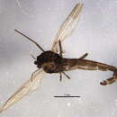 Image of Heterotrissocladius subpilosus (Kieffer 1911)