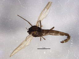 Imagem de Heterotrissocladius subpilosus (Kieffer 1911)