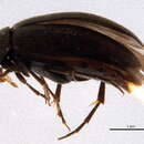 Image of Anaspis olympiae Hatch 1965