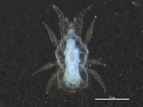 Image of Microgynioidea