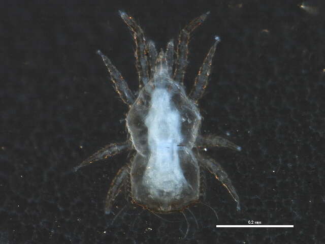 صورة Microgyniidae