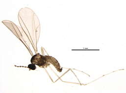 Image of Dasineura leguminicola (Lintner 1879)