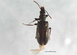 Image of Vincenzellus elongatus (Mannerheim 1852)