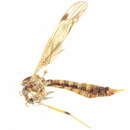 Image of Tipula (Schummelia) subtenuicornis Doane 1901
