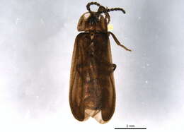 Image of Phausis rhombica Fender ex Hatch 1962