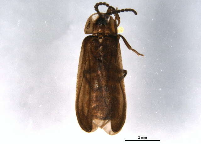 Image of Phausis rhombica Fender ex Hatch 1962