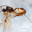 Image of Plectiscidea communis (Forster 1871)