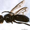 Image of Euscopolia