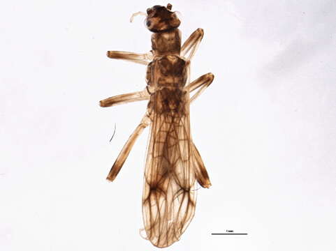 Image of Malenka flexura (Claassen 1923)